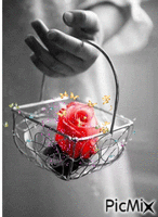 нежная  роза - Безплатен анимиран GIF