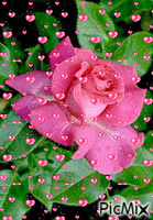 trandafir roz - Free animated GIF