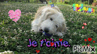 Mon chien <3 - GIF animé gratuit