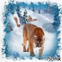 winter hiver lion animovaný GIF