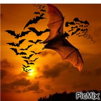 murciélagos ocaso animirani GIF