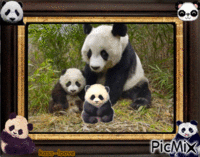 cadre de panda Gif Animado