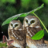 OWLS IN RAIN Animated GIF