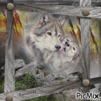Les loups au crépuscule - Gratis animerad GIF