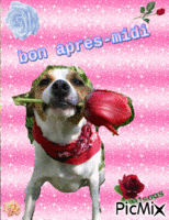 chien tenant une rose rouge2 - GIF animé gratuit