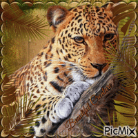 Leopard - GIF animate gratis