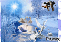 swans animovaný GIF