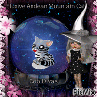 Elusive Andean Mountain Cat - GIF animé gratuit