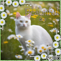 It's a Beautiful day with cat