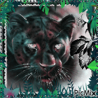 Panther - Gratis animerad GIF