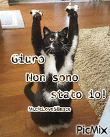gatti divertenti - Безплатен анимиран GIF