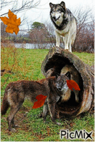 fall and wolves - Free animated GIF