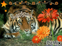 Tigre - Bezmaksas animēts GIF