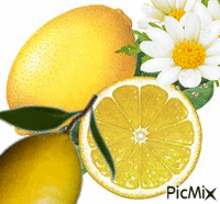 Limones y margaritas... Gif Animado