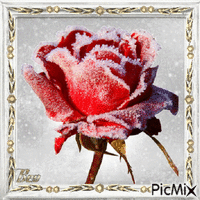 Frosty rose - Free animated GIF