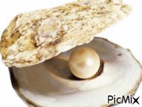 j'aime pas les huîtres , mais bon , je prendrais bien la perle - Darmowy animowany GIF