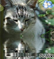 reflet d'un chat geanimeerde GIF