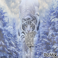 Concours "Tigres et hiver"