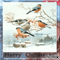 Merry Christmas. Winter birds. Dompap birds 2 GIF animata