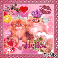 hello pink cats