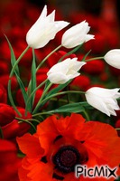 Con tulipanes blancos y una amapola animēts GIF