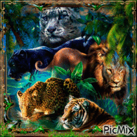 Wild cats... - Zdarma animovaný GIF
