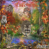 Raccoons in autumn animeret GIF