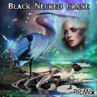 black necked crane アニメーションGIF