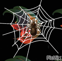 Araña animerad GIF