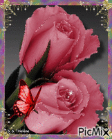 Old pink rosws. Animiertes GIF