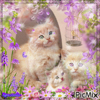 Cute cats with flowers