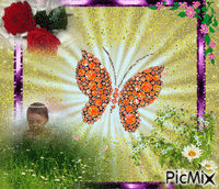 briliantový motýl GIF animé