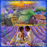Déclaration d'Amour dans un Champs de Lavande-Lavender Love Story - Gratis geanimeerde GIF