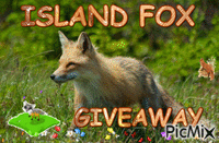 Island Fox - GIF animado grátis