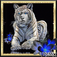 Femme tigre - GIF animasi gratis