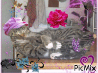 L'enchantement du chat Chico - Gratis animerad GIF