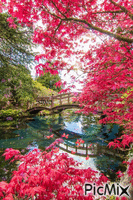 rio con arboles rosas - 免费动画 GIF