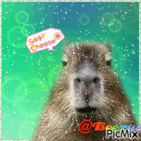 Capybara selfie - GIF animé gratuit