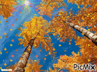 falling leaves animovaný GIF