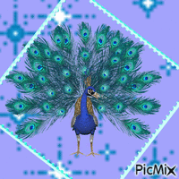 Peacock GIF animé