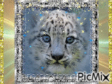 bébé tigre blanc animerad GIF
