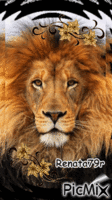 Lew król zwierzat - 無料のアニメーション GIF