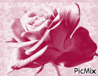rózsa p - Gratis geanimeerde GIF