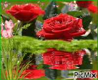 rode rozen - Ingyenes animált GIF