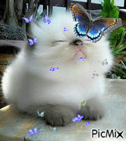 Butterfly  cat - GIF animé gratuit