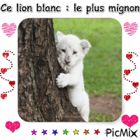 Lion blanc - Безплатен анимиран GIF