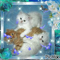 mignons petits chatons - 無料のアニメーション GIF
