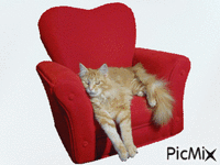 Cat GIF animado