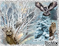 winter owl animēts GIF
