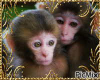 Deux beaux bébés singes - GIF animé gratuit